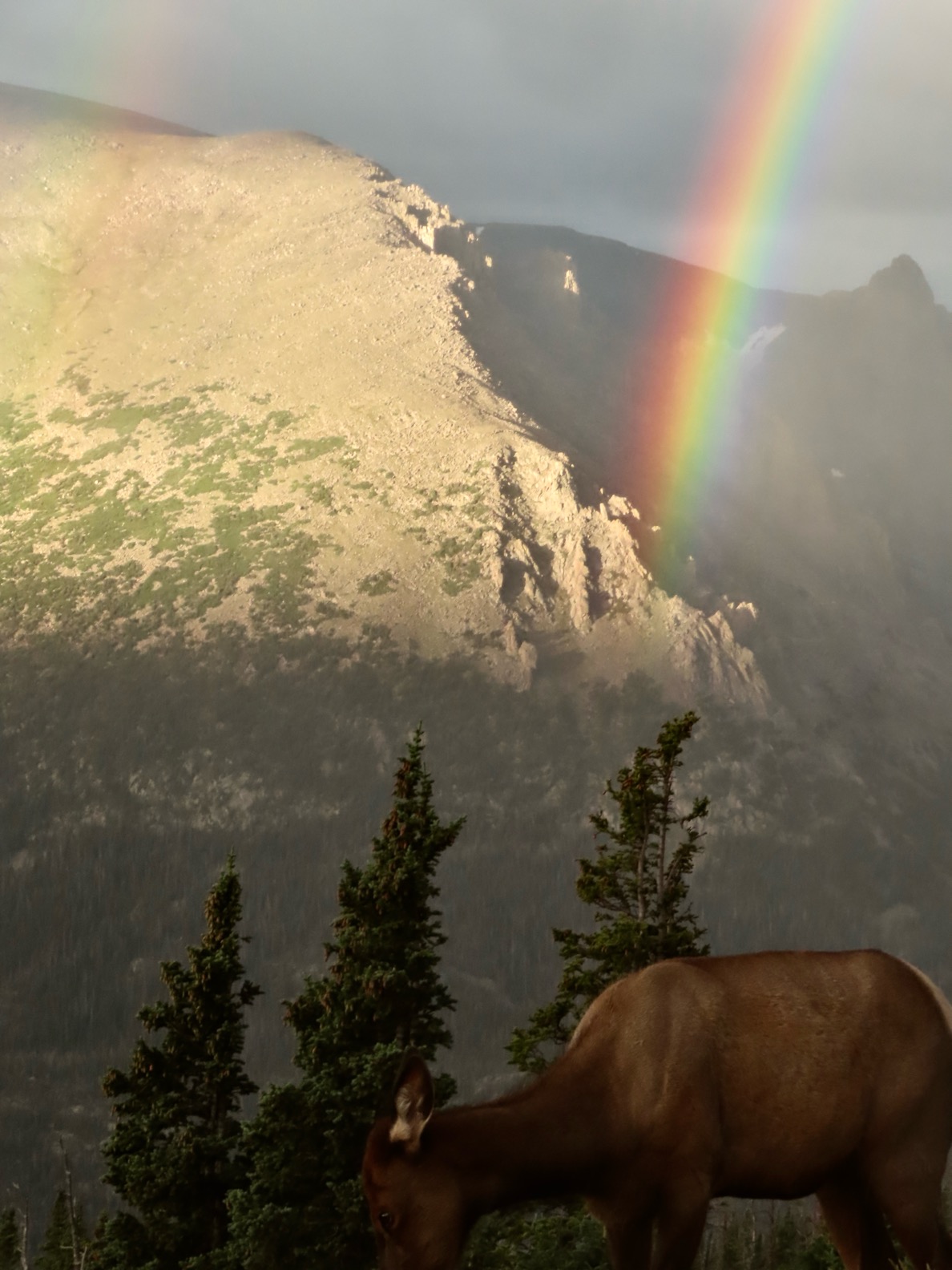 Macy McCauley Rainbow Elk